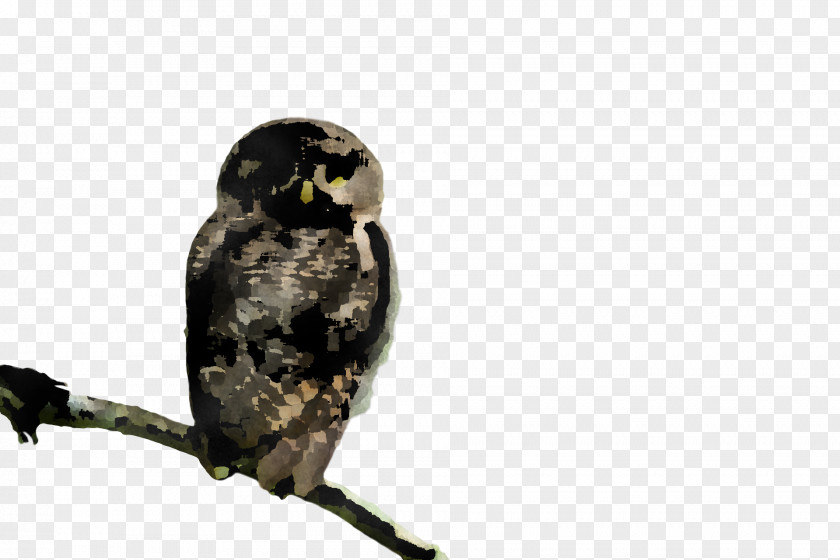 Owls Birds Eurasian Eagle-owl Beak Falcon PNG