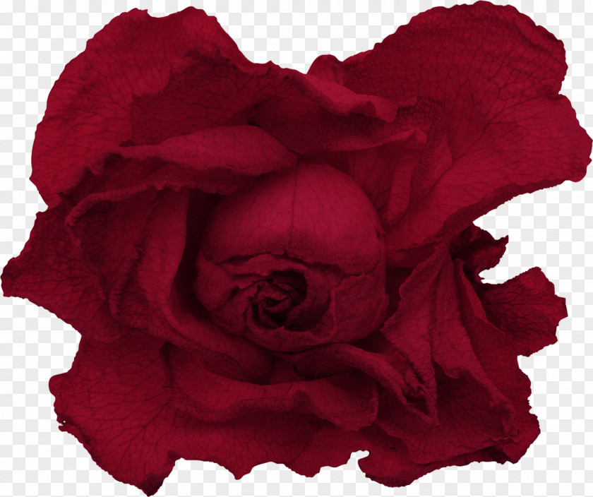 Red Roses Garden Drawing PNG