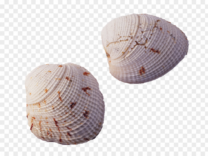 Shell Seashell Conch Wallpaper PNG