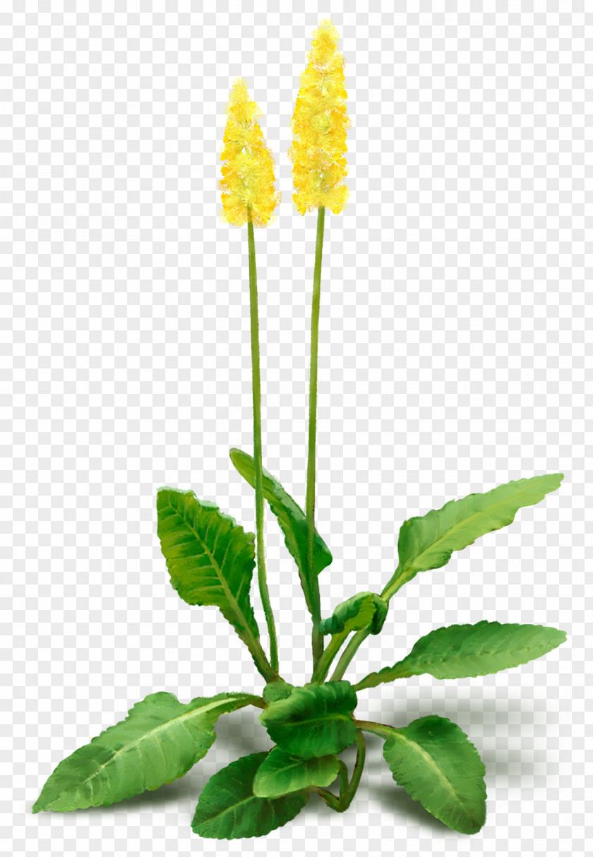 Flower Plant Desktop Wallpaper Clip Art PNG