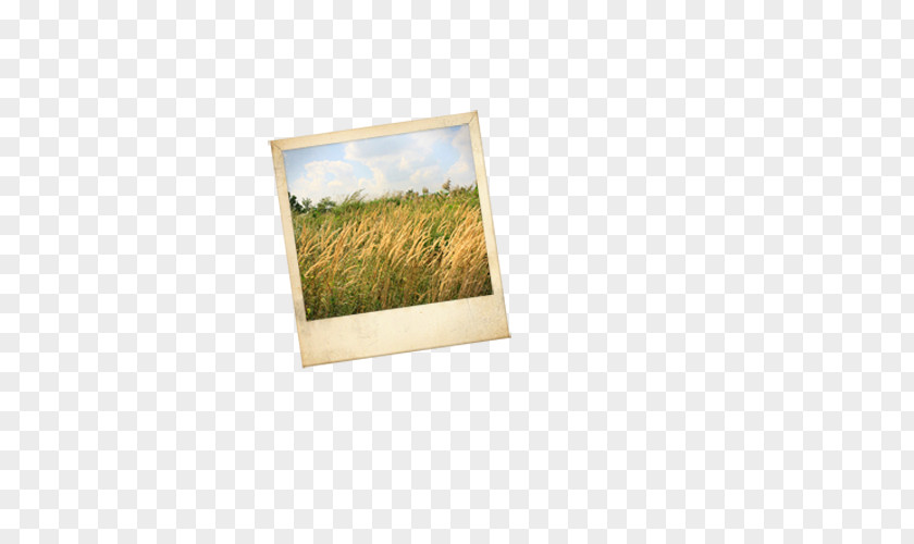 Golden Wheat Field Photo Gold Yellow PNG