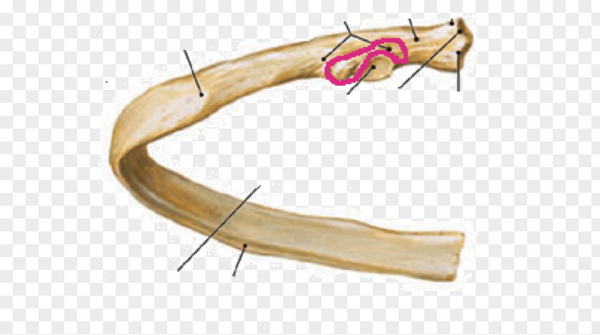 Human Anatomy Ribs Rib Cage Sternum Costal Margin PNG