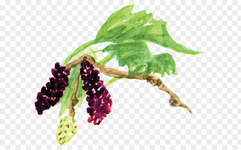 Mulberry Red Creative Commons Wikimedia Share-alike PNG