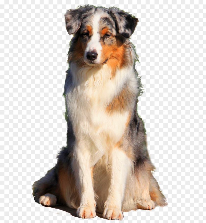 Australian Shepherd Dog Breed Miniature American English Companion PNG