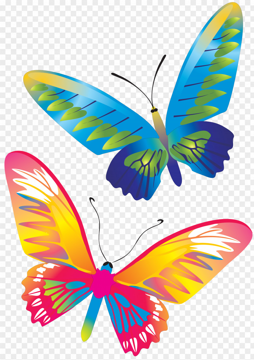 Butterfly CorelDRAW PNG