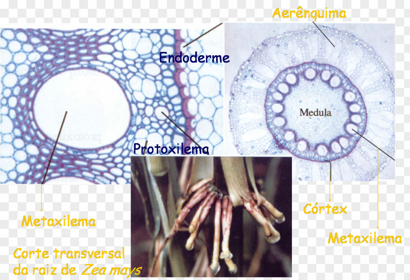 Plant Parenchyma Xylem Esclerénquima Stem Pith PNG