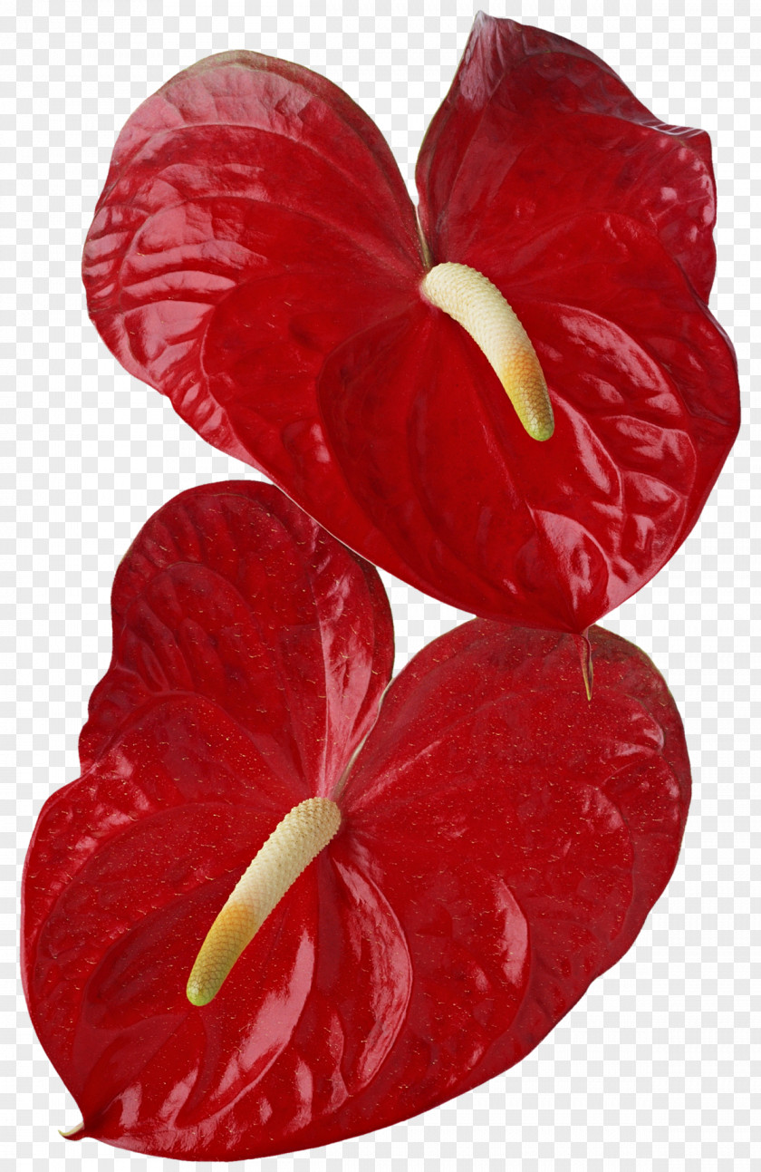 Red Leaf Anthurium Andraeanum Flower Photography Callalily PNG