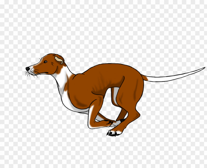 Whippet Italian Greyhound Azawakh Spanish PNG