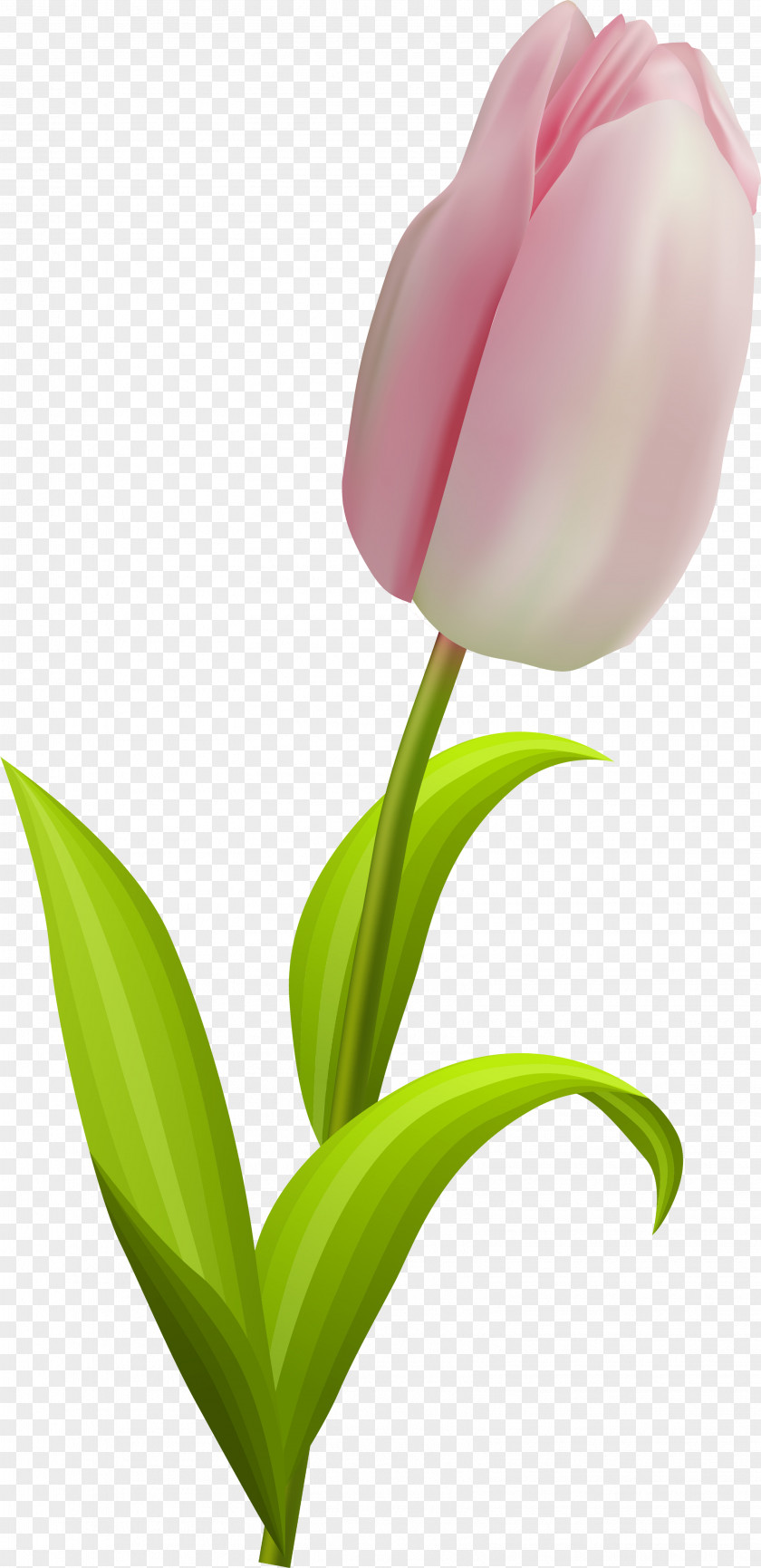 Flower Cut Flowers Drawing Painting Clip Art PNG