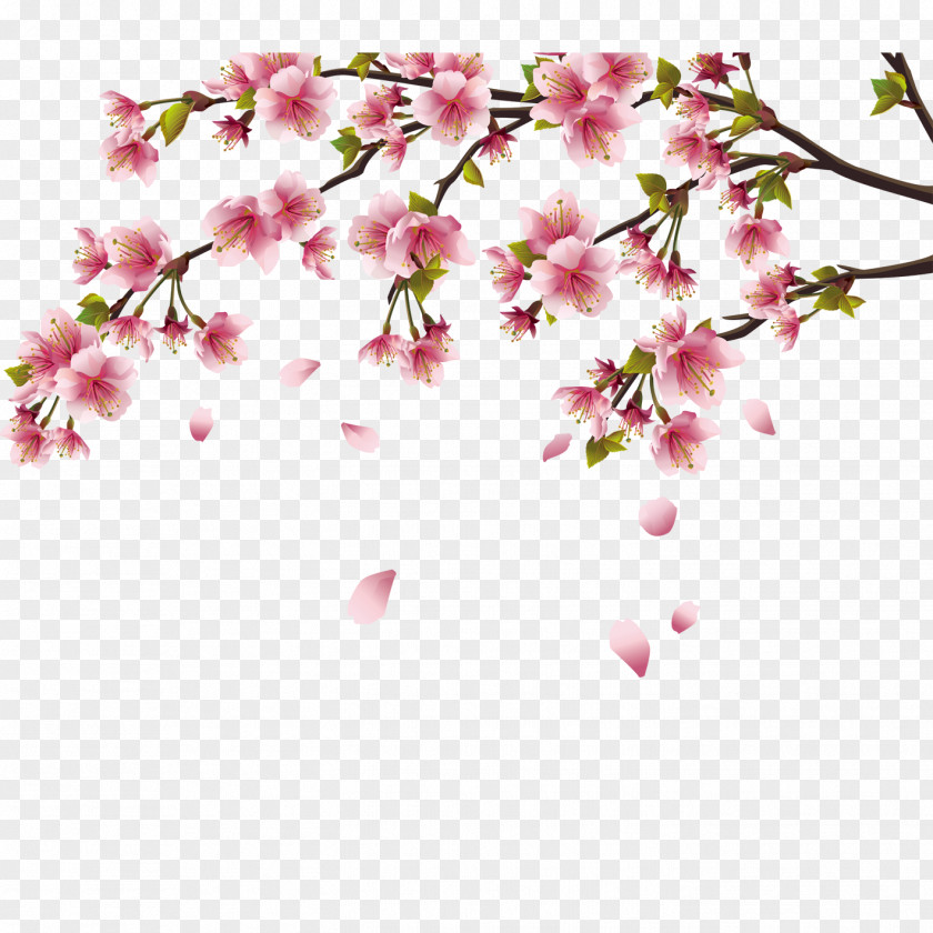 Peach Blossom Cherry PNG