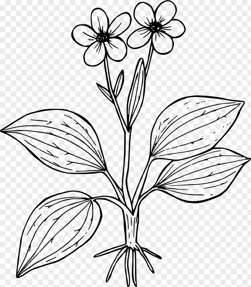 Plantain Coloring Book Flower Worksheet Ranunculus Glaberrimus Clip Art PNG
