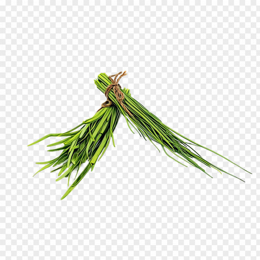 Welsh Onion Plant Stem Leaf Vegetable Herb PNG