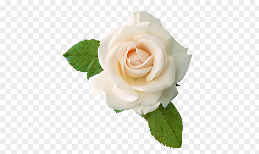 White Flowers Rose Clip Art PNG