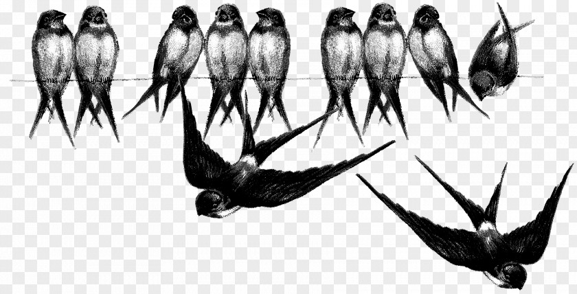Barn Swallow Bird Drawing Blue PNG