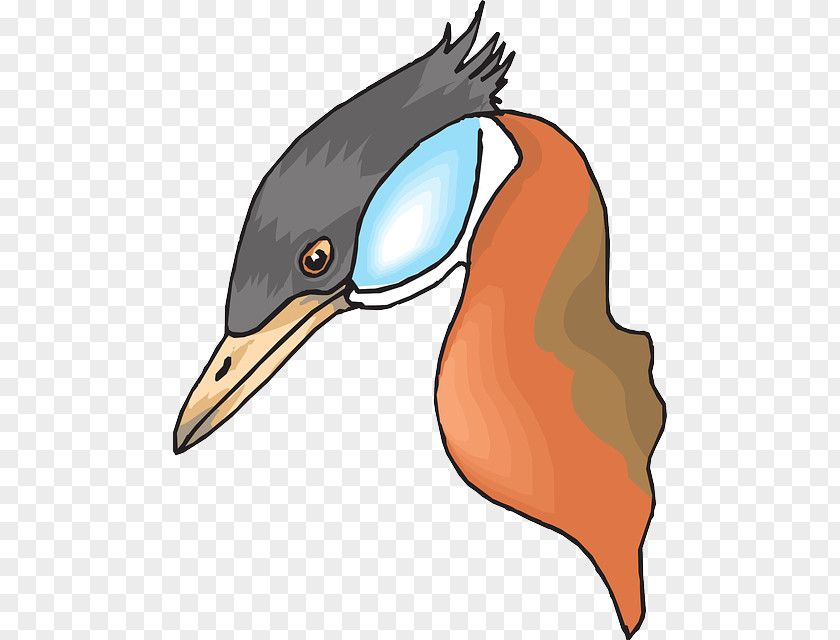 Duck Feathers Bird Mallard Clip Art Vector Graphics PNG