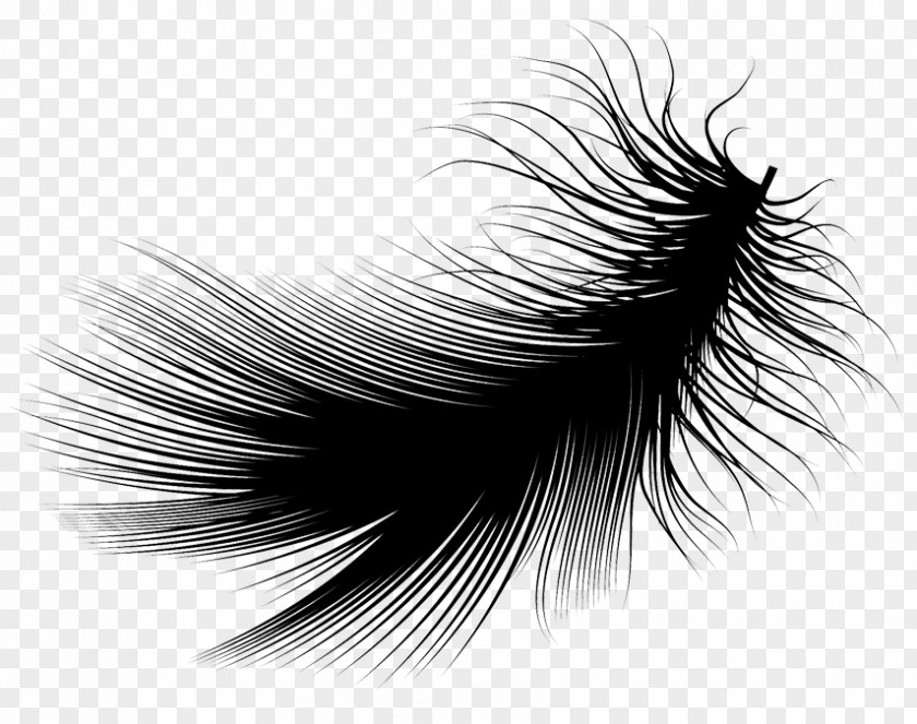 Feather Black And White PNG