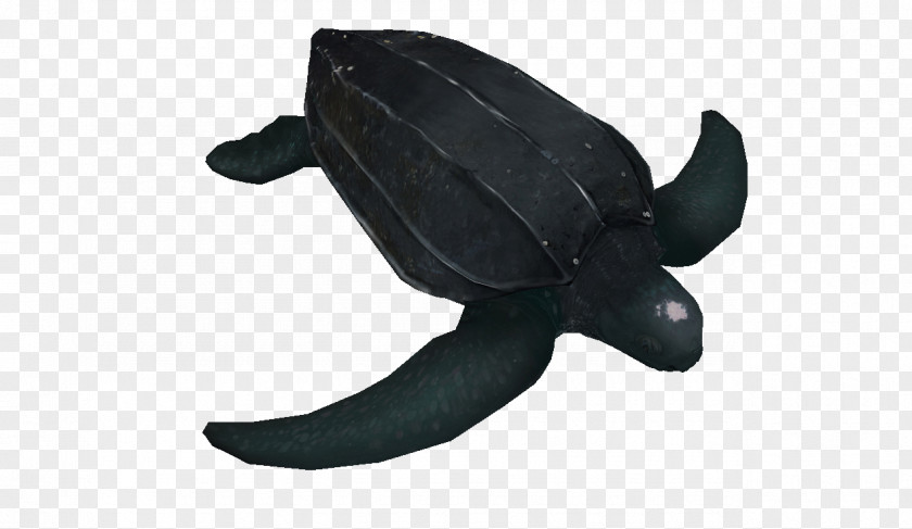 Leatherback Sea Turtle Plush Stuffed Animals & Cuddly Toys PNG