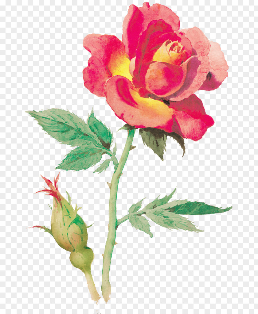 Mei Hua Garden Roses Cabbage Rose Plant Peony Cut Flowers PNG