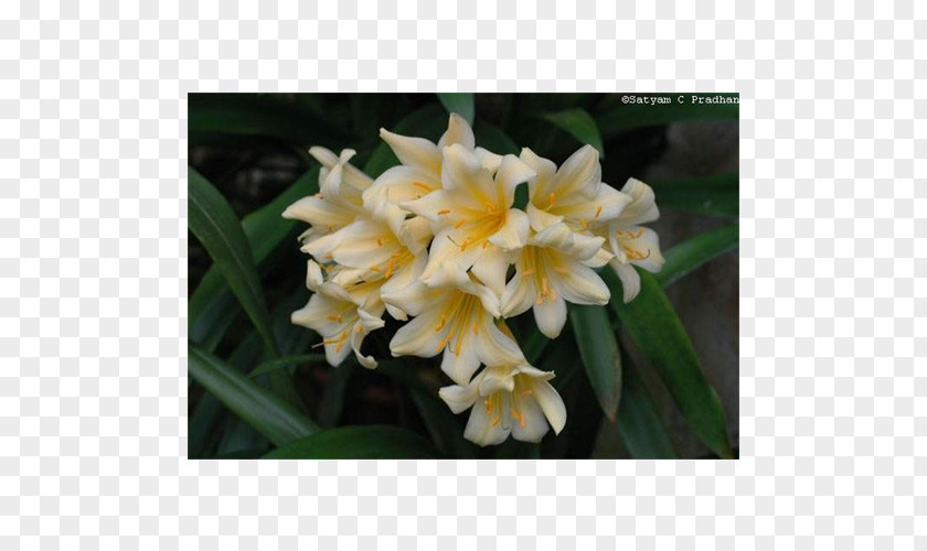 World Wide Web Narcissus Canna Dendrobium Herbaceous Plant PNG