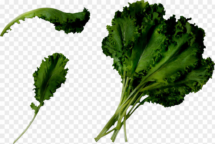 Coriander Spring Greens Curly Kale Collard Broccoli PNG