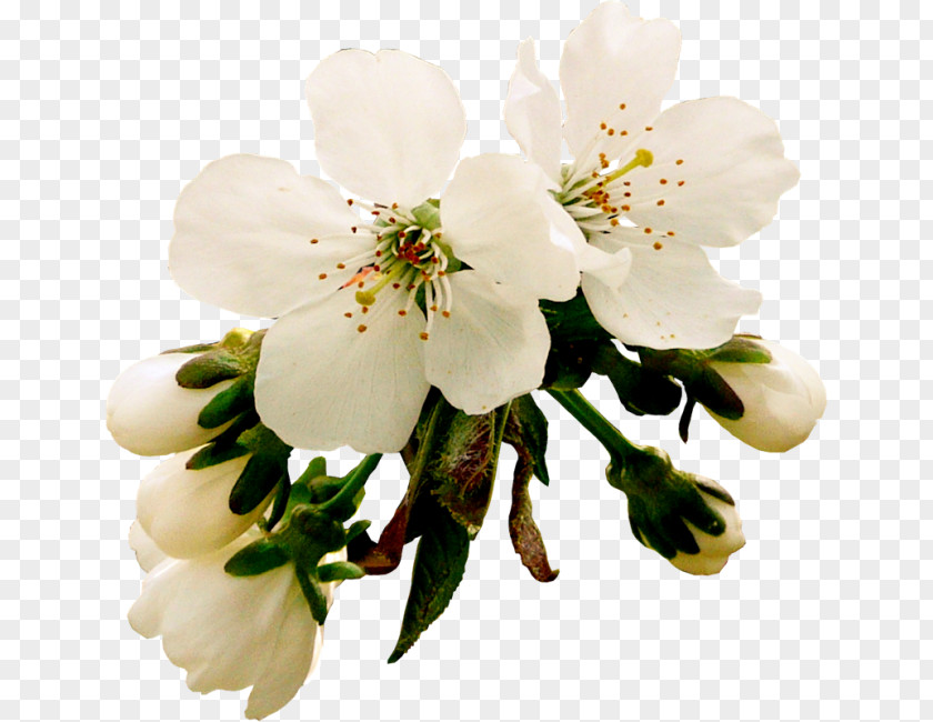 Jasmine Flower. Clip Art Image Blossom Zephyranthes PNG