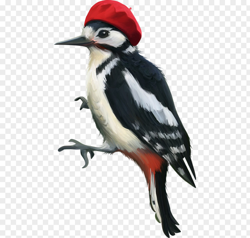 Painted Red Hat Woodpecker Woody Bird PNG