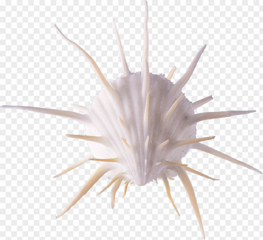 Shell,conch Seashell Antenna Conch PNG