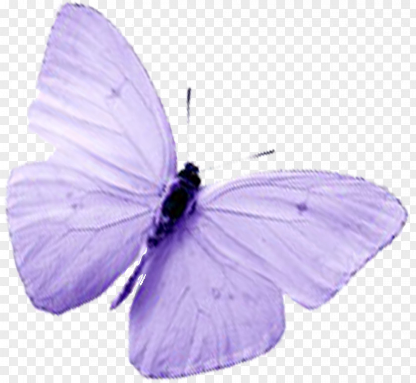 Butterflies Butterfly Insect Lavender Lilac Pollinator PNG