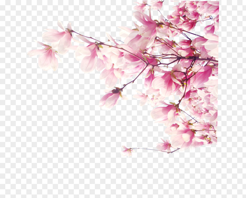Cherry Blossom Aska Tutunan Kalpler Desktop Wallpaper PNG