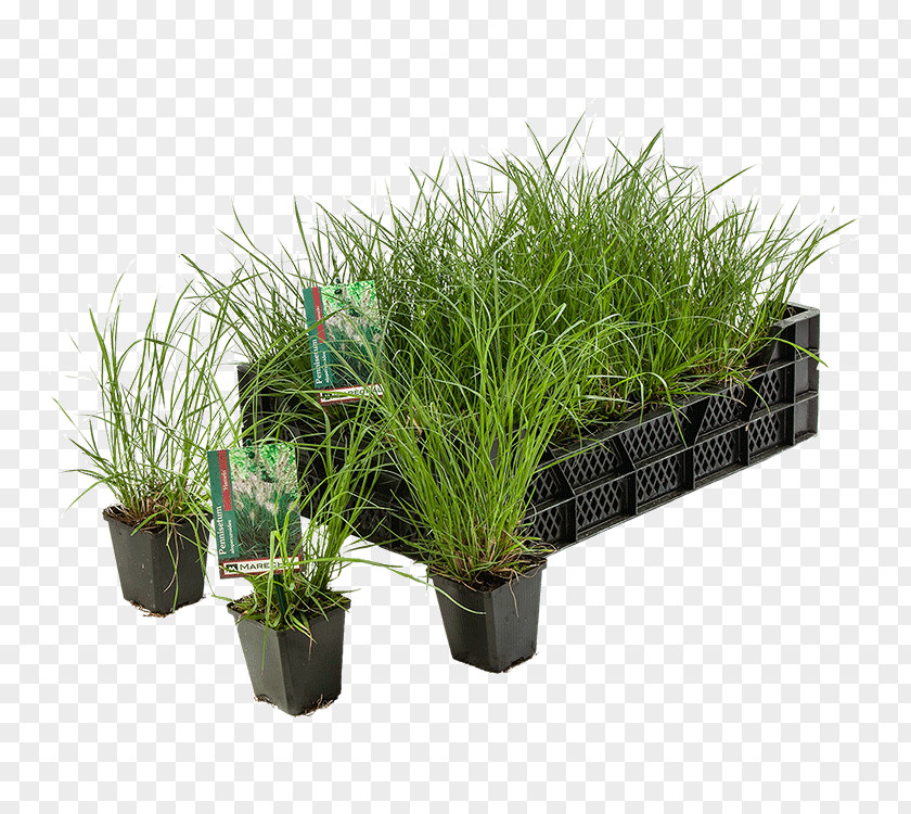 Flowerpot Pennisetum Alopecuroides Houseplant Garden Centre Terrace PNG