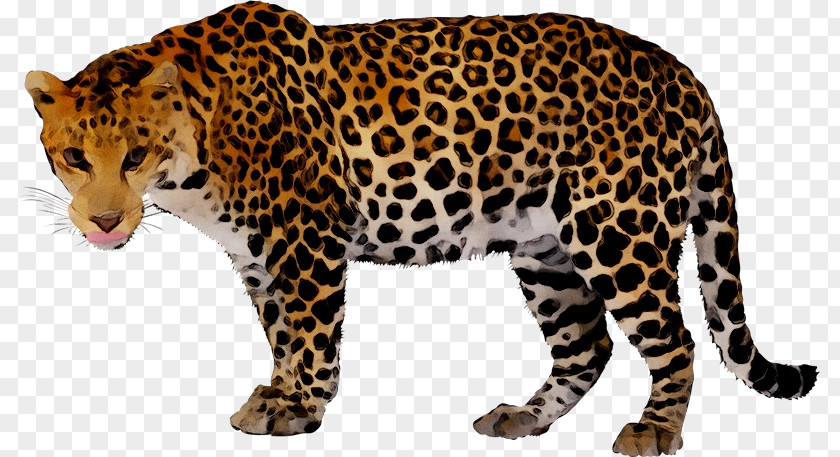 Leopard Clip Art Jaguar Cheetah PNG