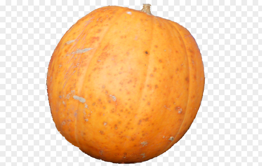 Lorum Pumpkin Calabaza Winter Squash Gourd Cucumis PNG