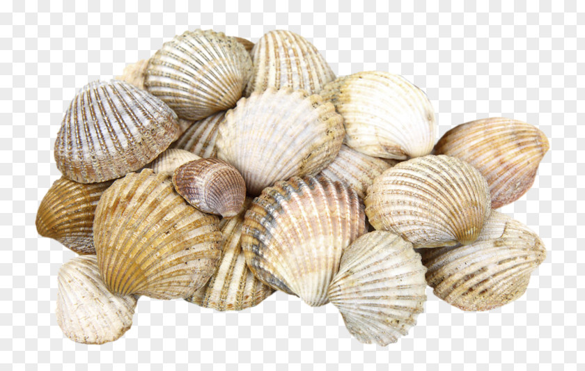 A Pile Of Seashells Shore Seashell Cockle Clam PNG