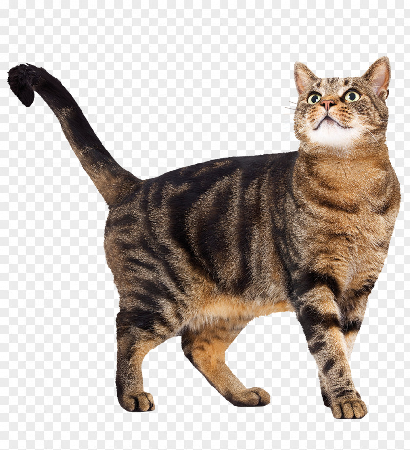 Cat Food Kitten Felidae Dog PNG