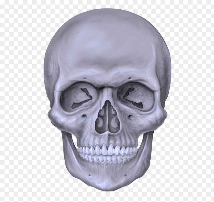 Drawing Mouth Face Bone Skull Head Jaw PNG