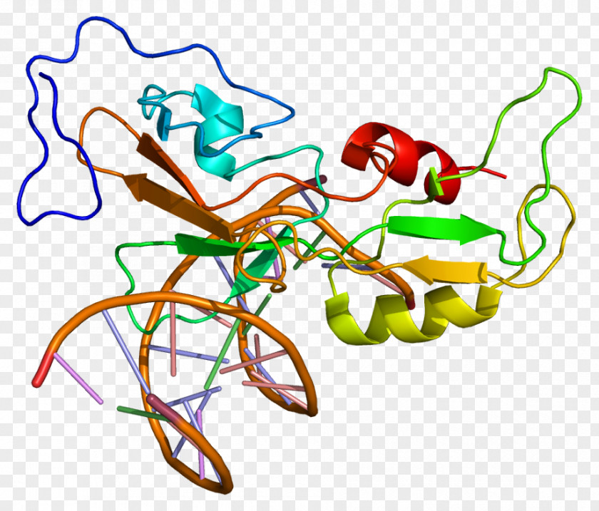 GCM1 DNA-binding Protein Genetic Code PNG
