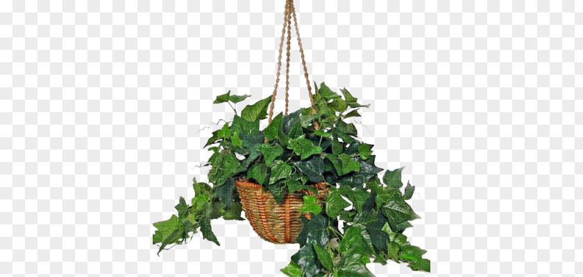 Plant Common Ivy Houseplant Indoor Air Quality Nephrolepis Exaltata PNG