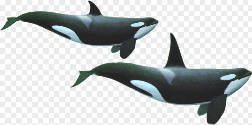 Dolphin Southern Resident Killer Whales Toothed Whale PNG