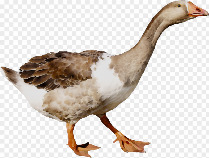 Duck Goose Poultry Grey Geese Bird PNG