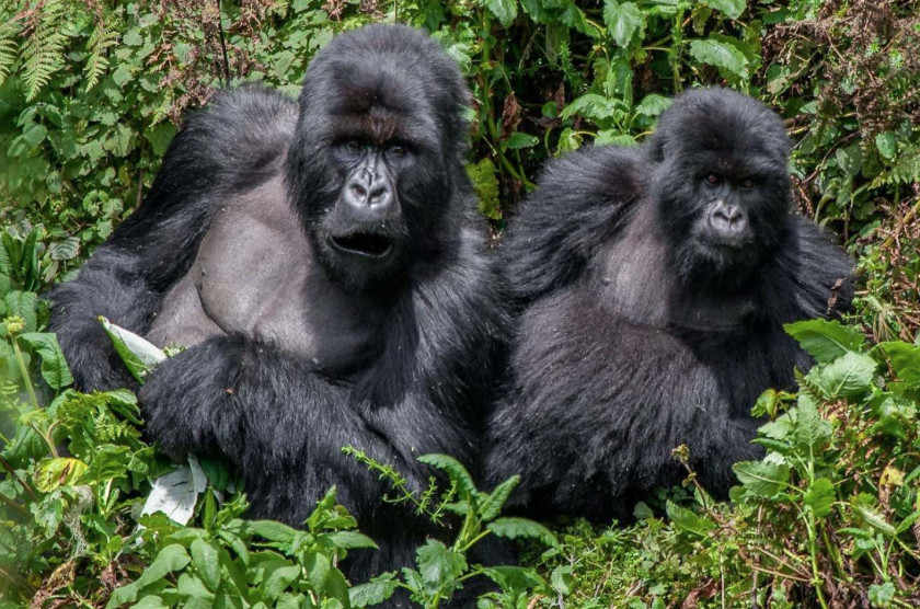 Gorilla Queen Elizabeth National Park Bwindi Impenetrable Murchison Falls Safaris: Encounter Africa Safaris Ltd PNG