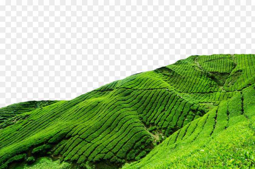 Green Tea Field Berjaya Hills Resort Frasers Hill Heritage Hotel Tanah Rata Budget PNG