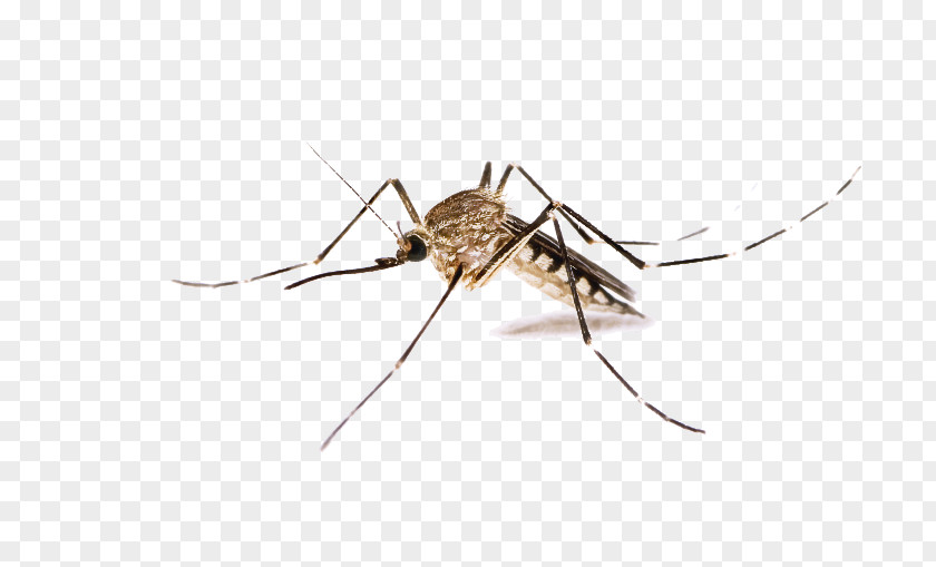 Mosquito Pest Insect PNG