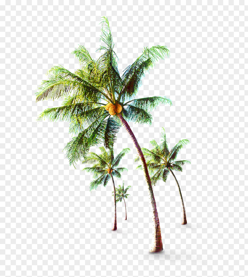 Desert Palm Borassus Flabellifer Coconut Leaf Drawing PNG
