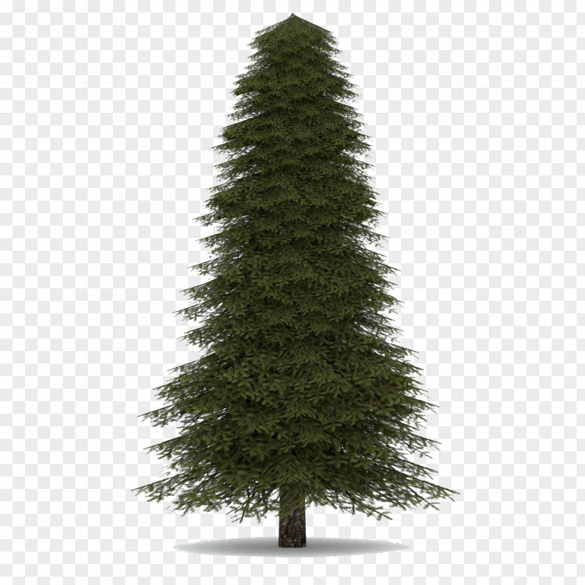 Fir-Tree Image Abies Concolor Pine Balsam Fir Norway Spruce Noble PNG
