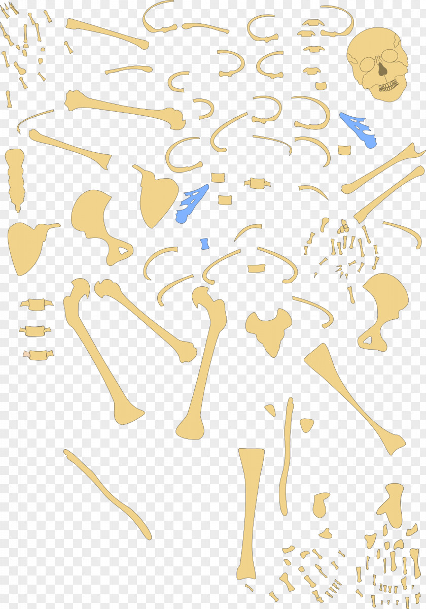 Bone Human Skeleton Osteoporosis Homo Sapiens PNG