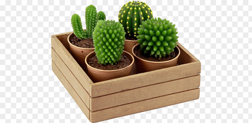 Cactus PNG clipart PNG