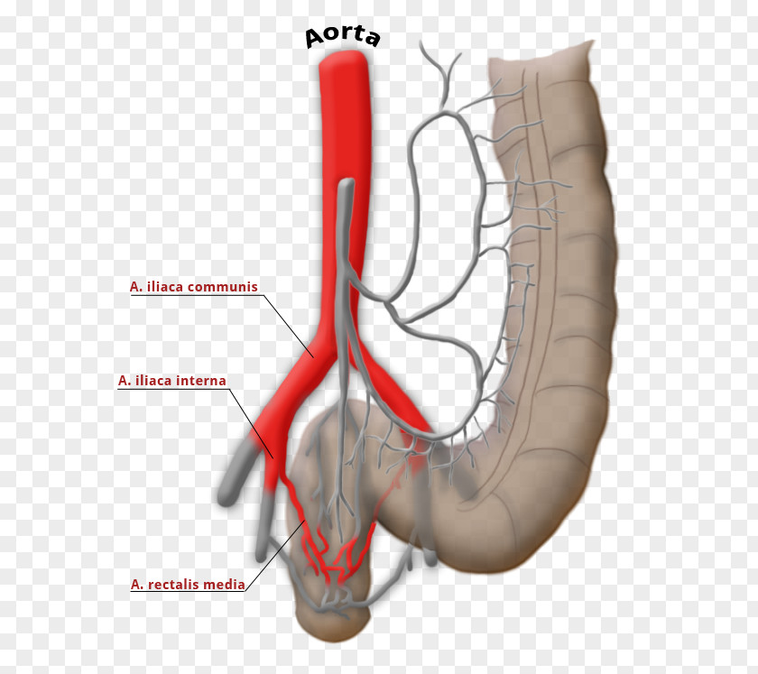 CAVA Superior Rectal Artery Middle Riolan-Anastomose Mesenteric Vein PNG