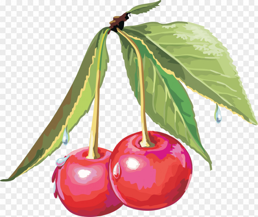 Cherry Cerasus Drawing Sweet Clip Art PNG