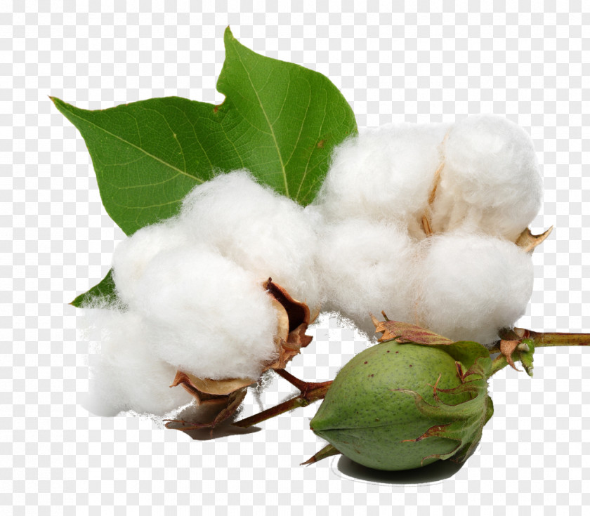 Cotton Plant Organic Cottonseed Oil PNG