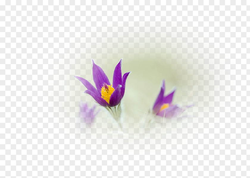 Crocus Violet Desktop Wallpaper Close-up Computer PNG